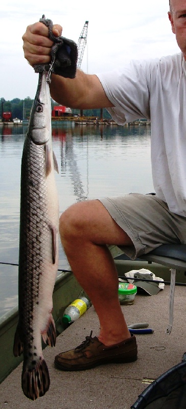 Longnose Gar