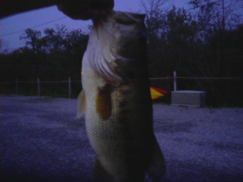 5# Largemouth Bass