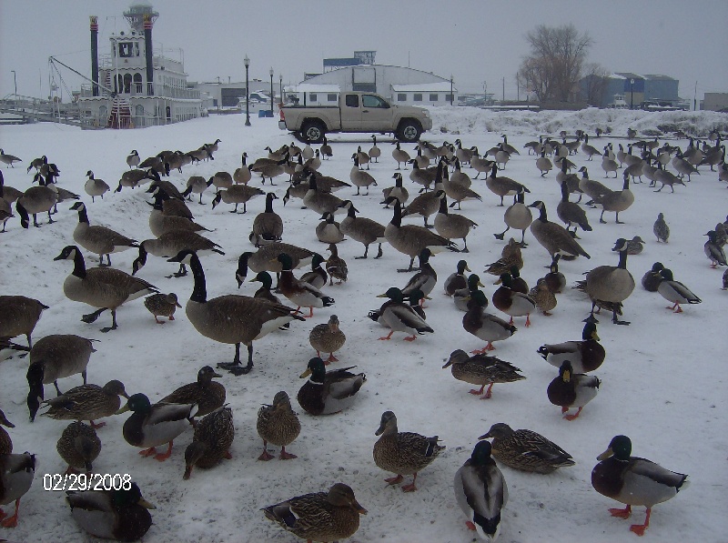 Ducks at the dock