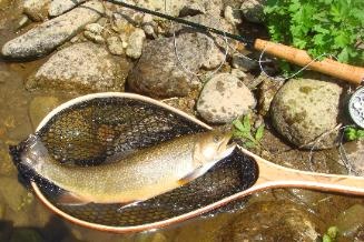 Deerfield River Brook Trout