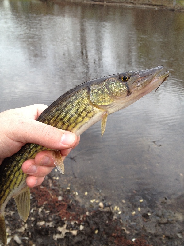 Pickerel from West Roxbury