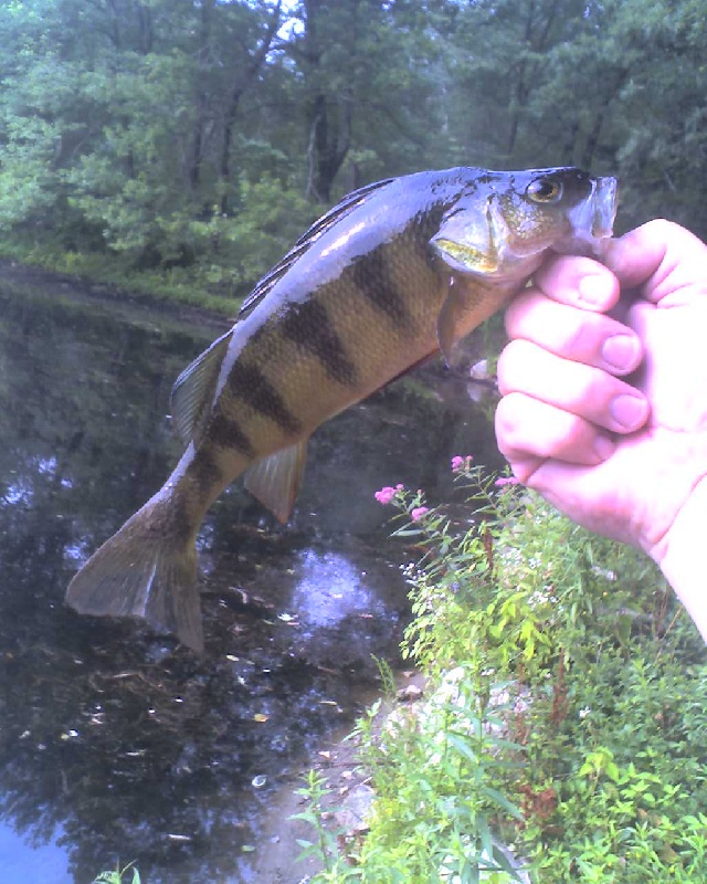 yellow perch